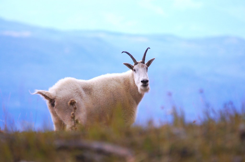 21186592708_14c2abea78_b