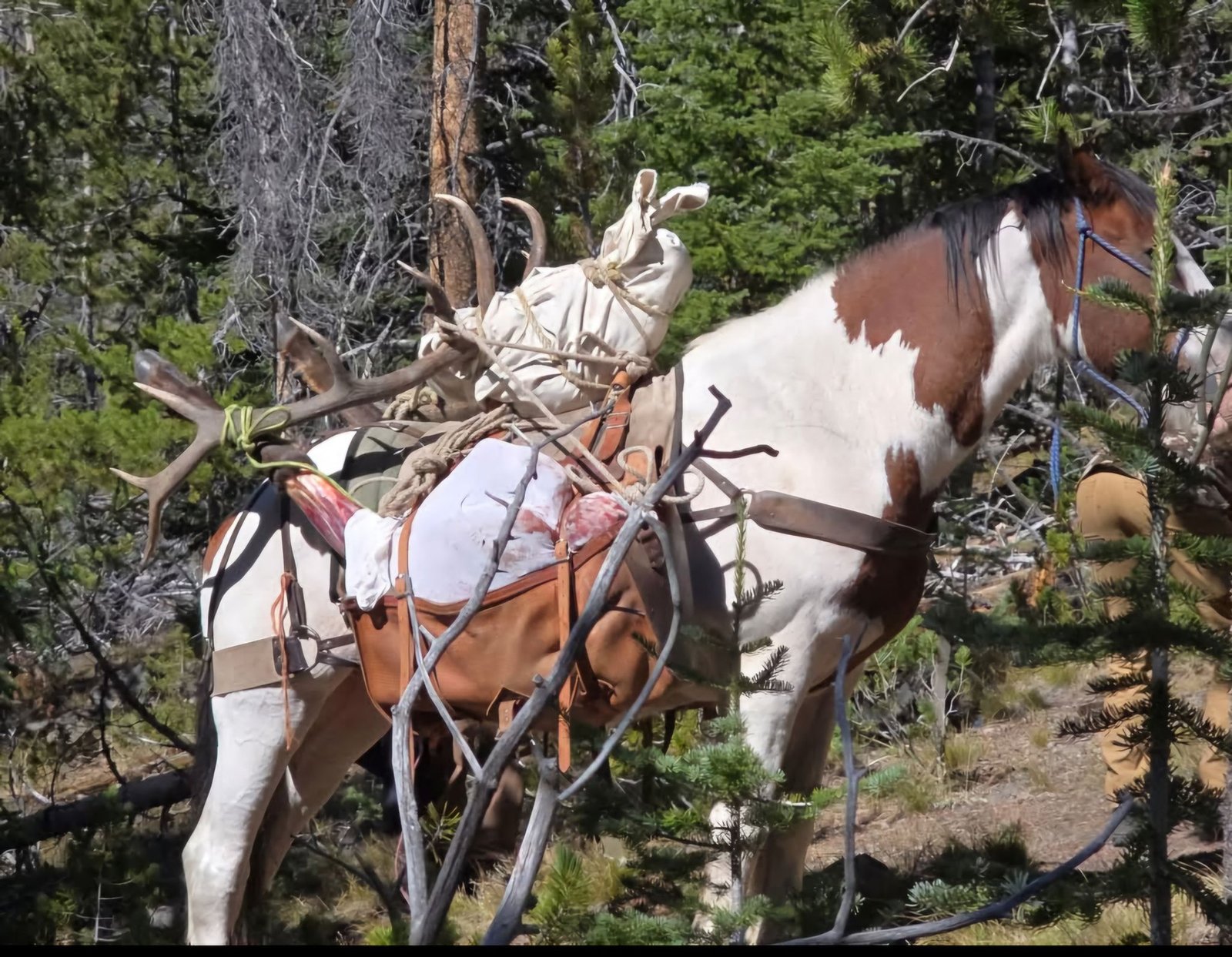 Hunter Resources | Idaho Hunting Seasons & Gear | Big Timber Outfitters